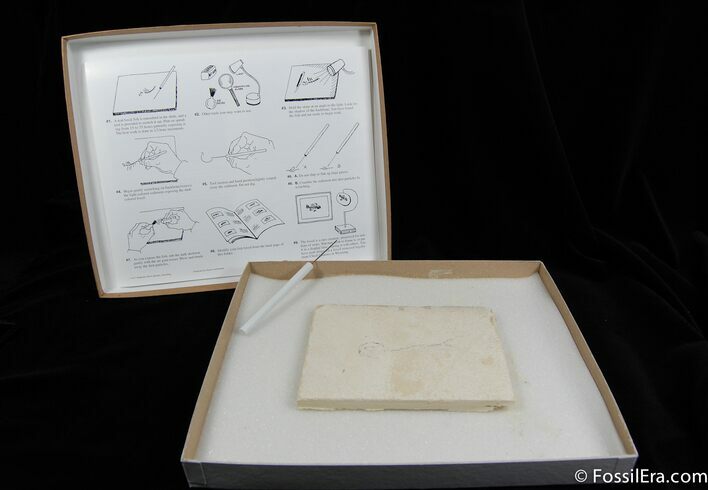 Prepare Your Own Fossil Fish Kit (B Grade) #615